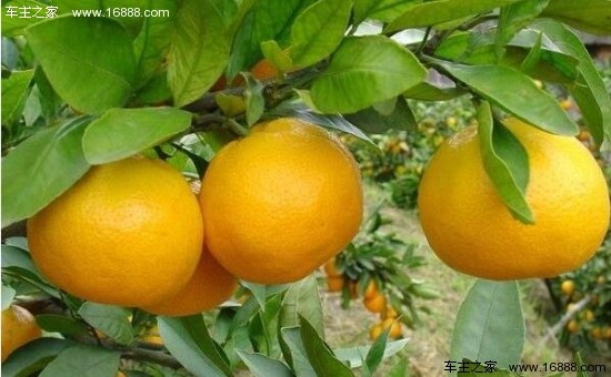 2015玉溪品牌汽车华宁柑橘文化节车展_车商活